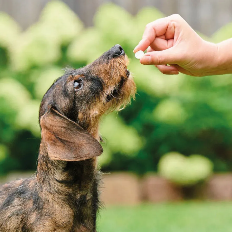 Beaphar desparasitante interno natural para cães