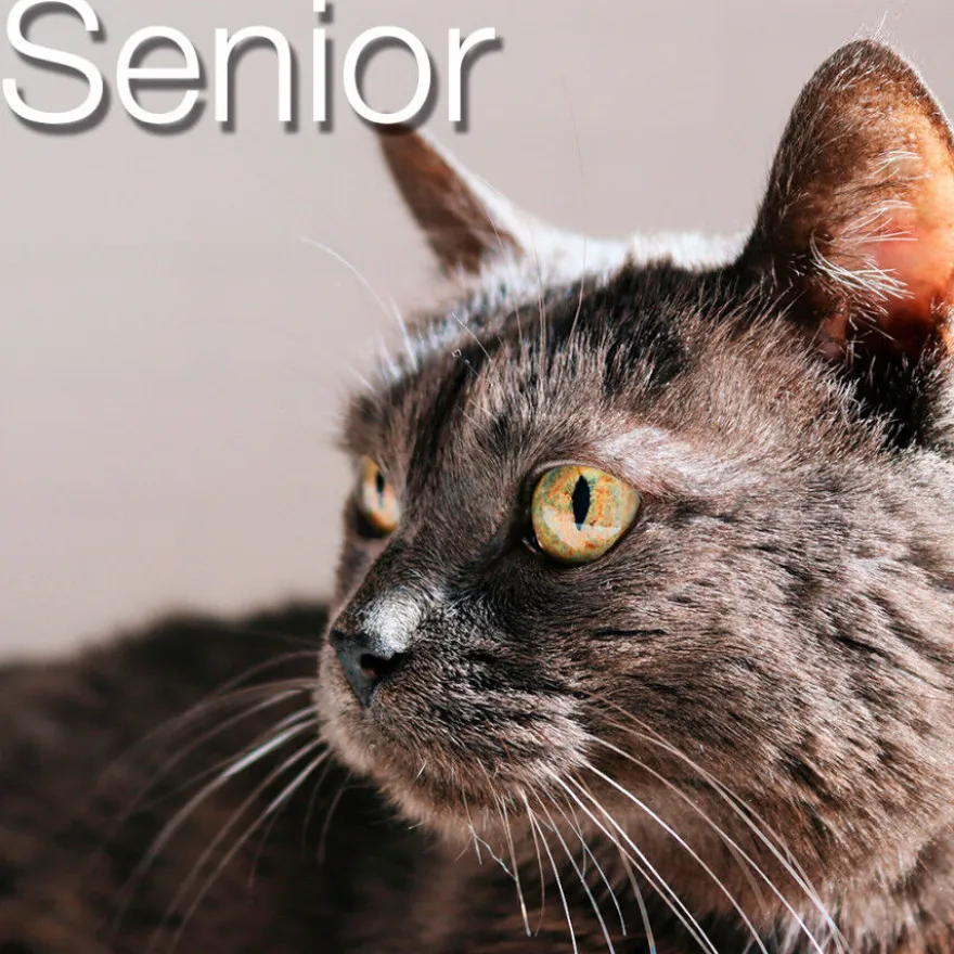 Catxtreme Senior Sterilised Ração de frango e ervilhas para gatos