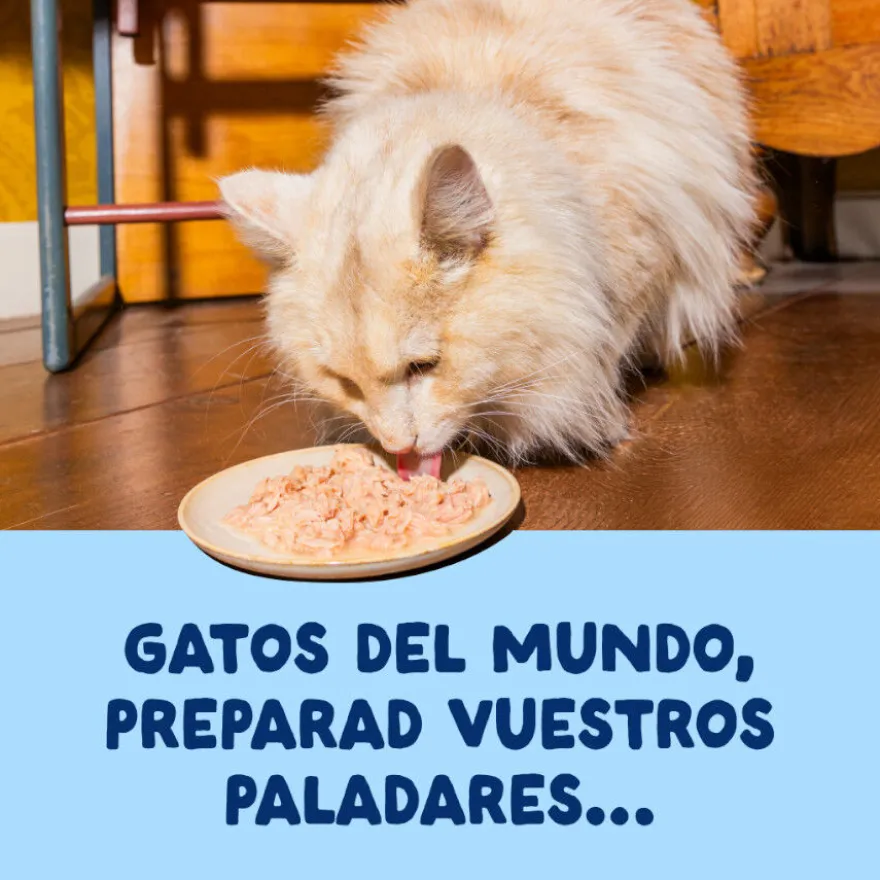 Edgard & Cooper Comida húmida Filetes de Atum em Caldo em lata para gatos