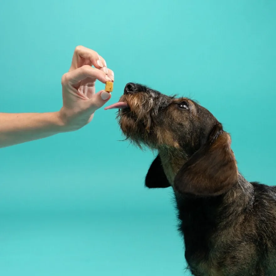 Edgard & Cooper Snacks Mini de Peru e Frango para cães