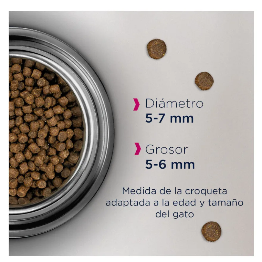 Eukanuba Kitten ração para gatinhos
