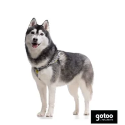 Gotoo Peitoral estampado zebra para cães