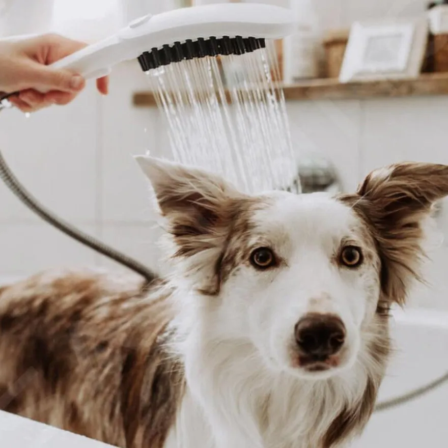 Hansgrohe Chuveiro Branco para cães