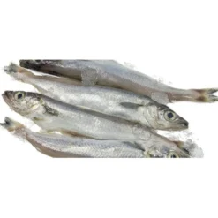 Hobbitalf Lírios para cães