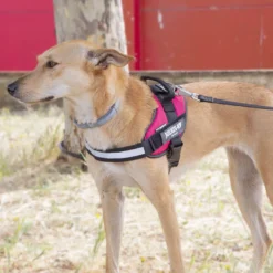 Julius K-9 IDC Peitoral Magenta para cães