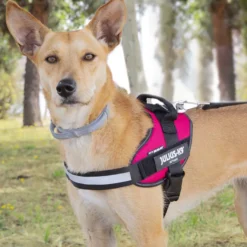 Julius K-9 IDC Peitoral Magenta para cães