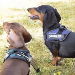 Julius K-9 IDC Peitoral Verde para cães