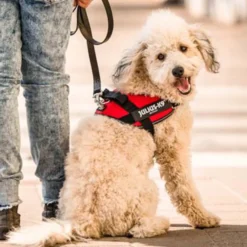 Julius-K9 IDC Peitoral Vermelho para cães