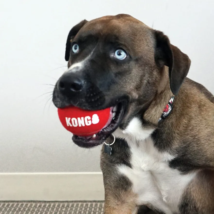 Kong Signature Sport 2-PK Bolas de ténis para cães
