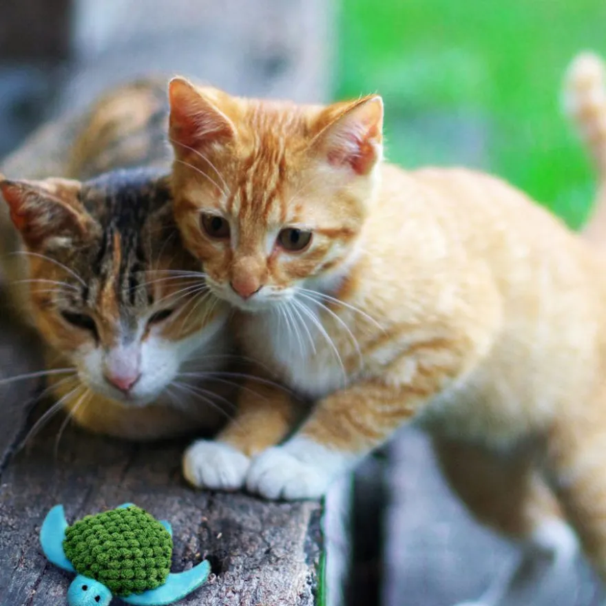 Kong Tartaruga Recarregável de Brinquedo para gatos