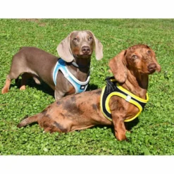 Nayeco X-TRM Neo Preto Peitoral para cães