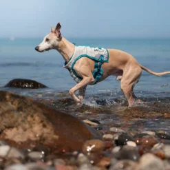 Non-stop Dogwear Colete Refrescante Cinzento e Turquesa para cães