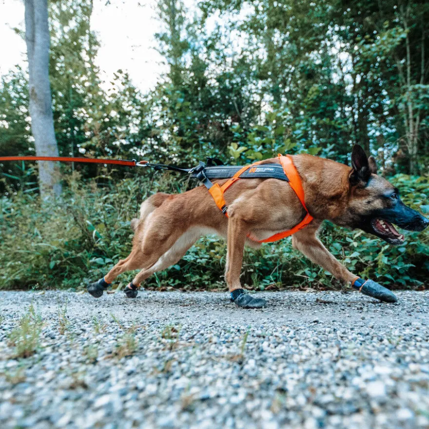 Non-stop dogwear Freemotion Peitoral preto e laranja para cães