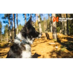 Non-stop dogwear Roam Coleira verde para cães