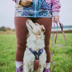 Non-stop Dogwear Trela Roxa e Rosa para cães