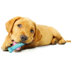 Nylabone Osso Mordedor Dentário com Sabor a Frango para cachorros