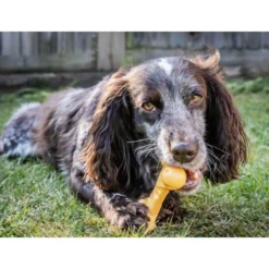 Nylabone Osso Mordedor Resistente com Sabor a Queijo para cães