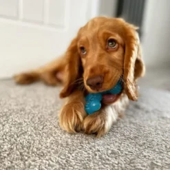 Nylabone Osso X Mordedor com Sabor a Carne para cachorros