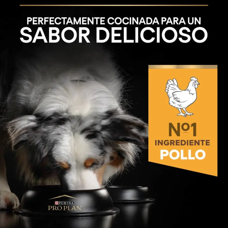 Pro Plan Adult Medium & Large Frango ração para cães seniores