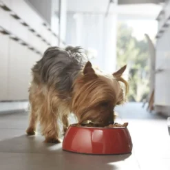 Purina One Senior 8+ Mini ração para cães