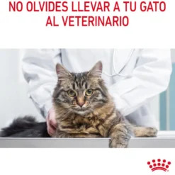 Royal Canin Intense Hairball ração para gatos bolas de pelo