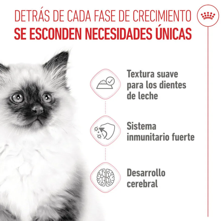 Royal Canin Kitten alimento húmido em gelatina saquetas para gatos