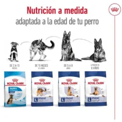 Royal Canin Maxi Ageing 8+ ração para cães sénior