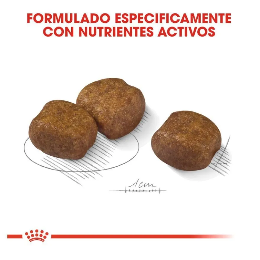 Royal Canin Maxi Dental Care ração para cães