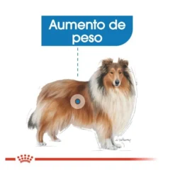 Royal Canin Maxi Light Weight Care ração para cães