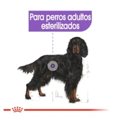Royal Canin Maxi Sterilised ração para cães