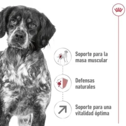 Royal Canin Medium 7+ Adult ração para cães seniores