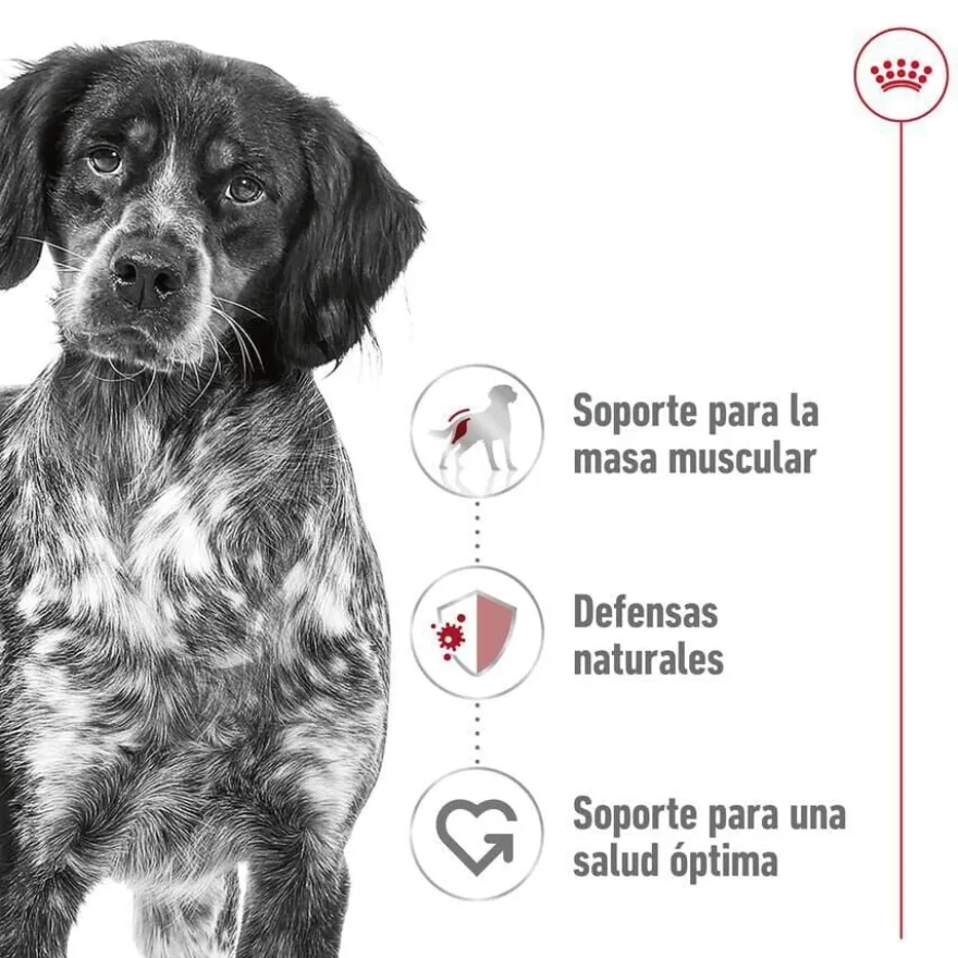 Royal Canin Medium Adult saquetas em molho para cães