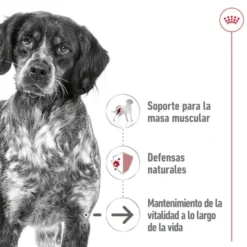 Royal Canin Medium 7+ Ageing lata para cães sénior