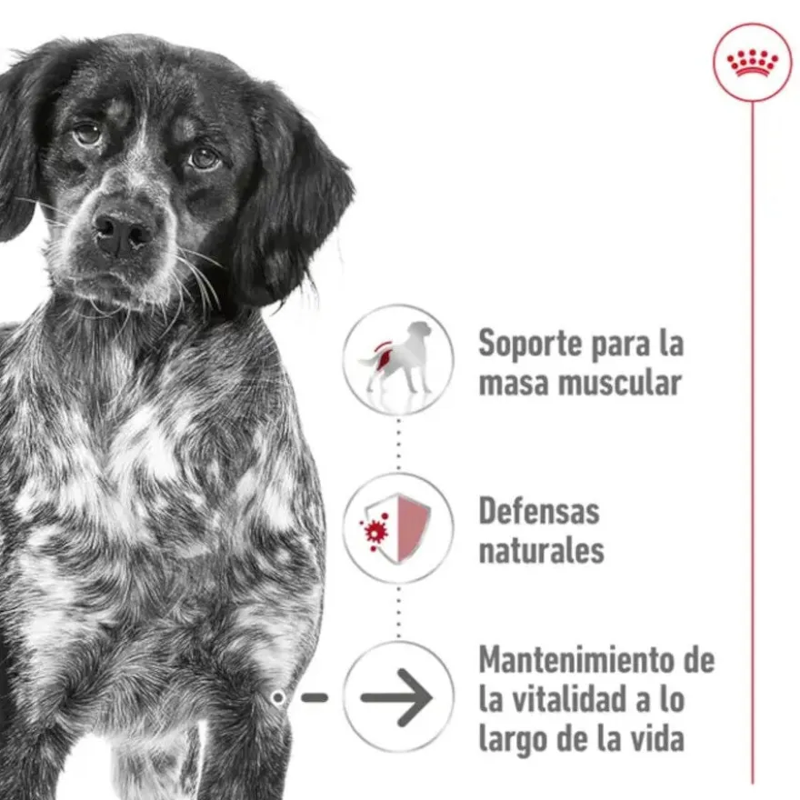 Royal Canin Medium 10+ Ageing ração para cães sénior