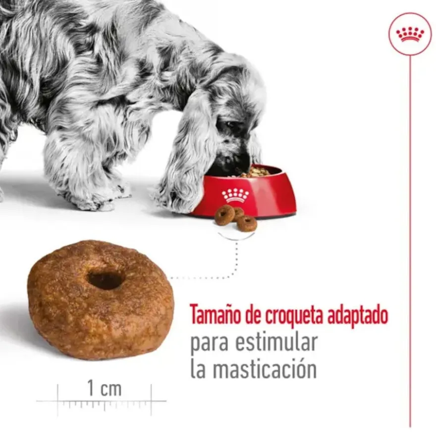 Royal Canin Medium 10+ Ageing ração para cães sénior