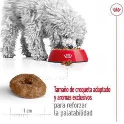 Royal Canin Mini 12+ Ageing ração para cães sénior