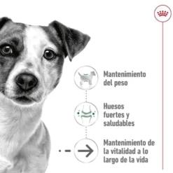 Royal Canin Mini 12+ Ageing ração para cães sénior