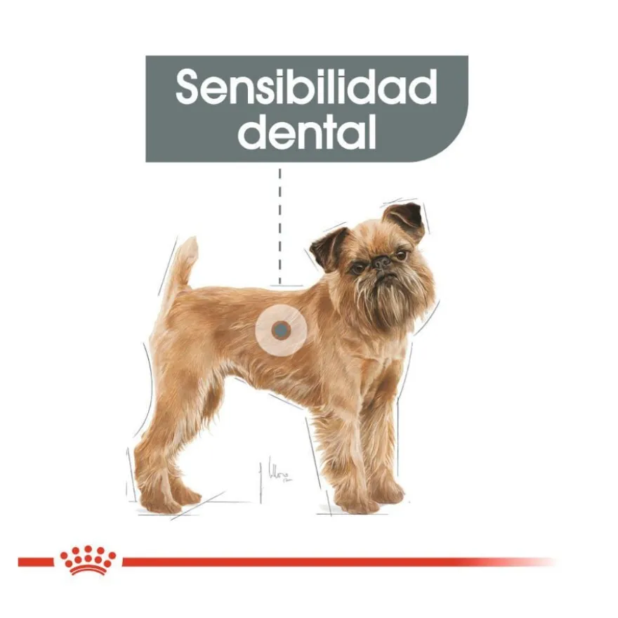 Royal Canin Mini Dental Care ração para cães