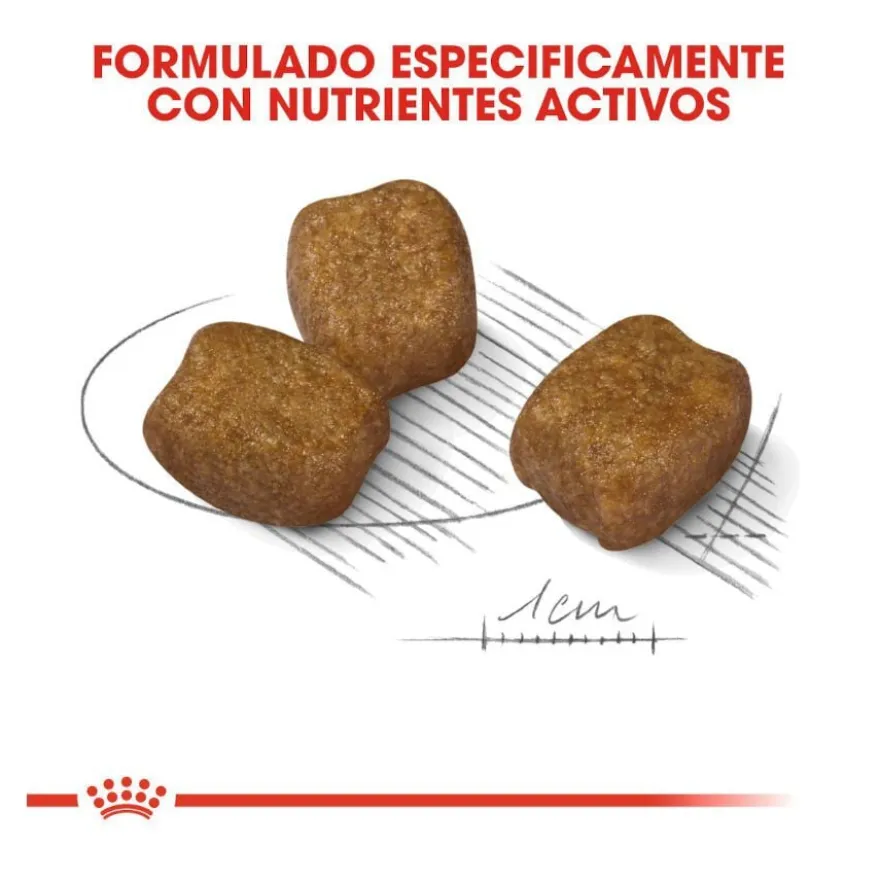 Royal Canin Mini Dental Care ração para cães