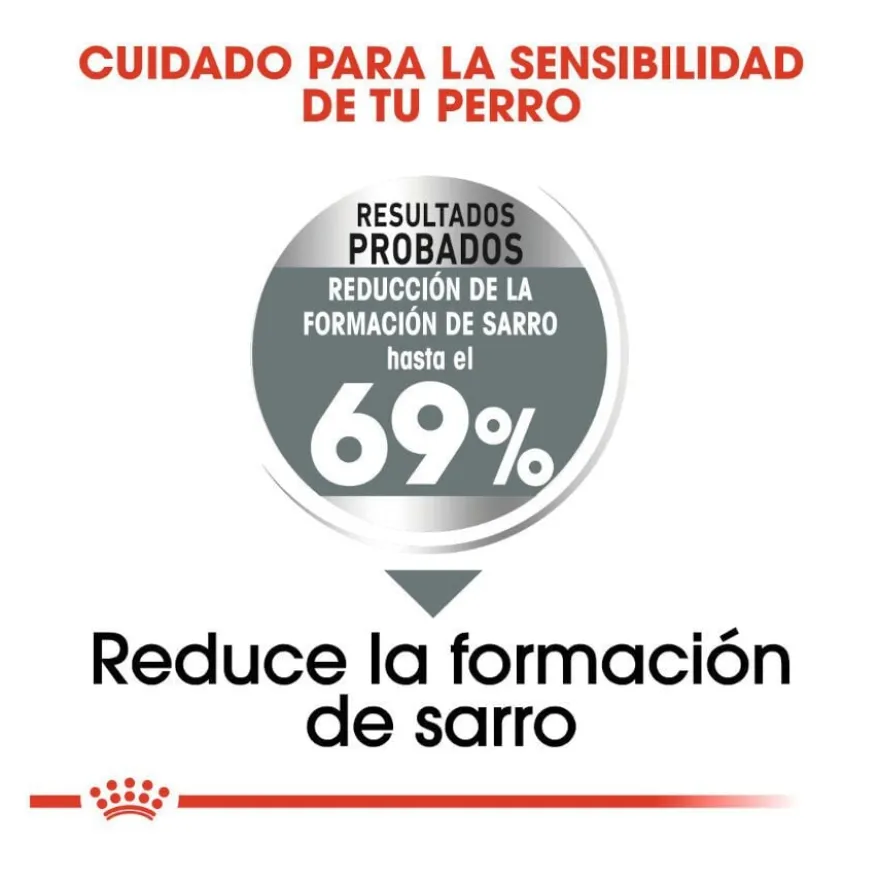 Royal Canin Mini Dental Care ração para cães