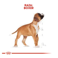 Royal Canin Puppy Boxer ração para cães