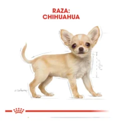 Royal Canin Puppy Chihuahua ração para cães