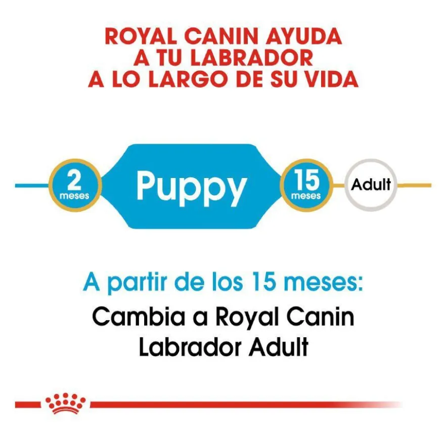 Royal Canin Puppy Labrador Retriever ração para cães