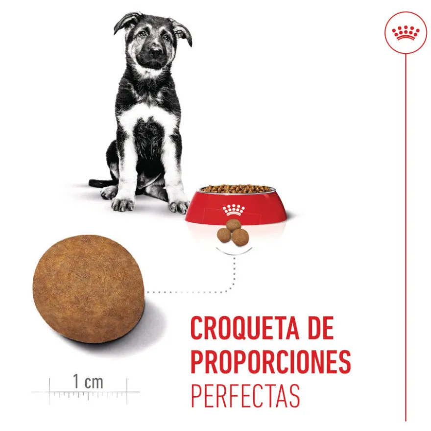 Royal Canin Puppy Maxi ração para cães