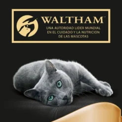 Sheba Delicatezze Seleção Mista em Gelatina Saquetas para gatos - Multipack