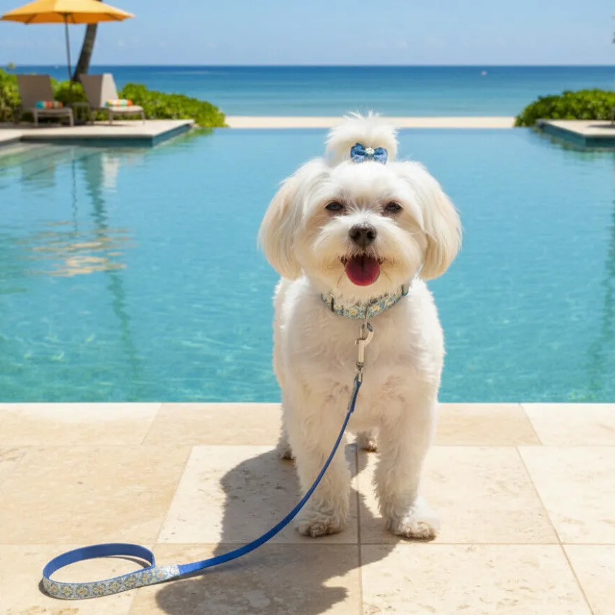 Summer Vibes Pack Trela e Coleira Dolce Vita para Cães