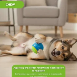 Tootoy! Chase Bolas dos 5 sentidos média para cães