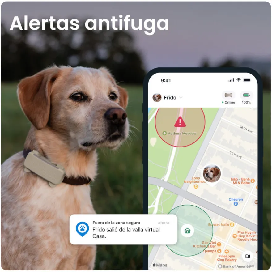 Tractive GPS Dog 6 Rastreador Mint de cães
